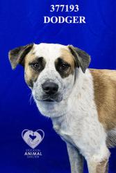 Shelter Stray Male Dog last seen Near S San Joaquin St, Stockton, CA 95203, USA, 1575 S Lincoln St, Stockton, CA 95206, USA