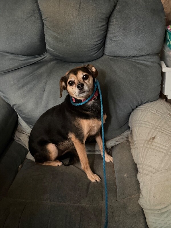 Shelter Stray Female Dog last seen Near E Poplar St, Stockton, CA 95202, USA, 1575 S Lincoln St, Stockton, CA 95206, USA