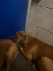 Shelter Stray Male Dog last seen Near West Ln, Stockton, CA 95210, USA, 1575 S Lincoln St, Stockton, CA 95206, USA