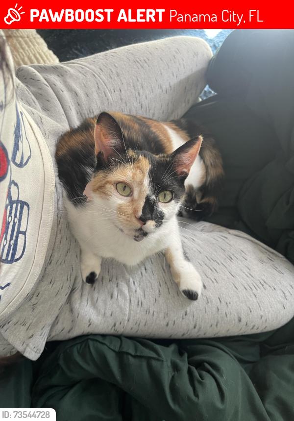 Lost Female Cat last seen Near 98 and Springfield ave, Panama City, FL 32401