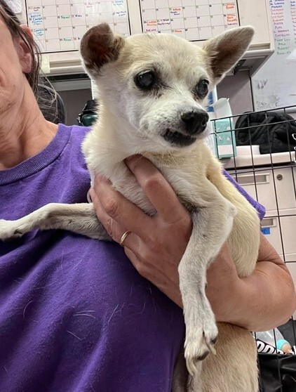Shelter Stray Female Dog last seen Near Vicksburg Pl, Stockton, CA 95207, USA, 1575 S Lincoln St, Stockton, CA 95206, USA