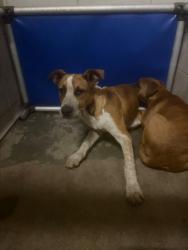 Shelter Stray Male Dog last seen Near West Ln, Stockton, CA 95210, USA, 1575 S Lincoln St, Stockton, CA 95206, USA
