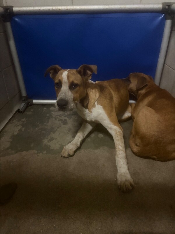 Shelter Stray Male Dog last seen Near West Ln, Stockton, CA 95210, USA, 1575 S Lincoln St, Stockton, CA 95206, USA