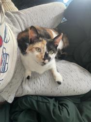Lost Female Cat last seen Near 98 and Springfield ave, Panama City, FL 32401