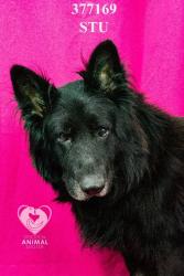 Shelter Stray Male Dog last seen Near Lorraine Ave, Stockton, CA 95210, USA, 1575 S Lincoln St, Stockton, CA 95206, USA