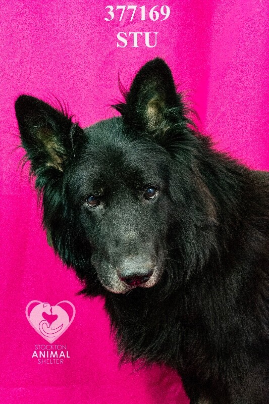 Shelter Stray Male Dog last seen Near Lorraine Ave, Stockton, CA 95210, USA, 1575 S Lincoln St, Stockton, CA 95206, USA