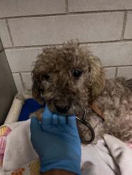 Shelter Stray Male Dog last seen Near Doctor M.L.K. Jr Blvd, Stockton, CA 95206, USA, 1575 S Lincoln St, Stockton, CA 95206, USA