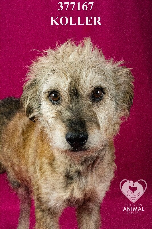 Shelter Stray Male Dog last seen Near Doctor M.L.K. Jr Blvd, Stockton, CA 95206, USA, 1575 S Lincoln St, Stockton, CA 95206, USA