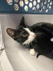 Shelter Stray Female Cat last seen Near Denver Ave, Stockton, CA 95206, USA, 1575 S Lincoln St, Stockton, CA 95206, USA