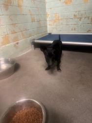 Shelter Stray Male Dog last seen Near W Sonoma Ave, Stockton, CA 95204, USA, 1575 S Lincoln St, Stockton, CA 95206, USA