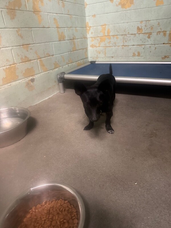 Shelter Stray Male Dog last seen Near W Sonoma Ave, Stockton, CA 95204, USA, 1575 S Lincoln St, Stockton, CA 95206, USA
