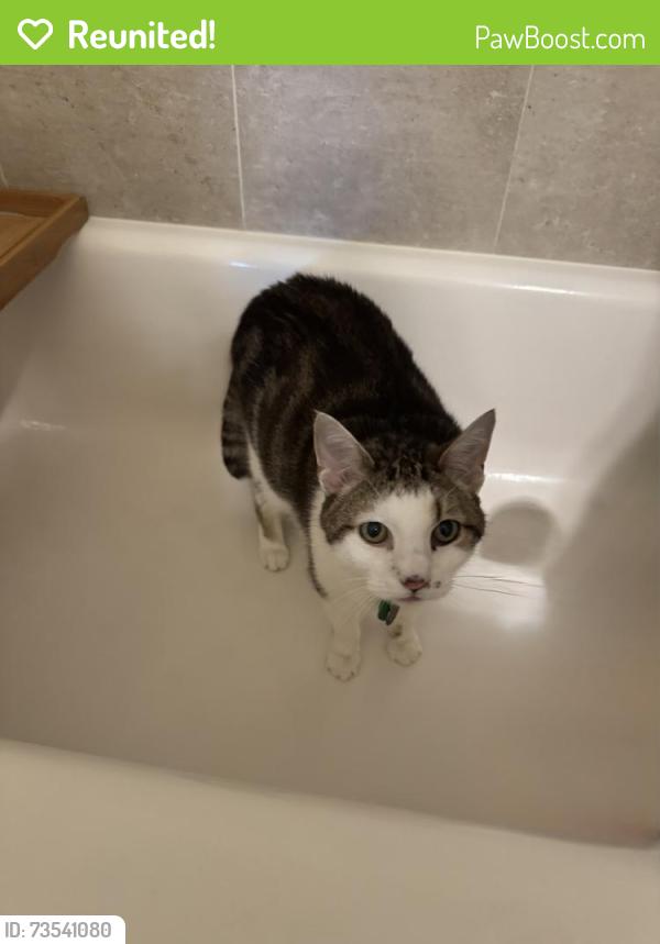 Reunited Male Cat last seen 10th & 3rd, Hopkins, MN 55343
