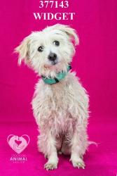 Shelter Stray Female Dog last seen Near Windmill Cove Rd, Stockton, CA 95206, USA, 1575 S Lincoln St, Stockton, CA 95206, USA