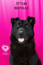 Shelter Stray Male Dog last seen Near Muir Woods Ave, Stockton, CA 95209, USA, 1575 S Lincoln St, Stockton, CA 95206, USA