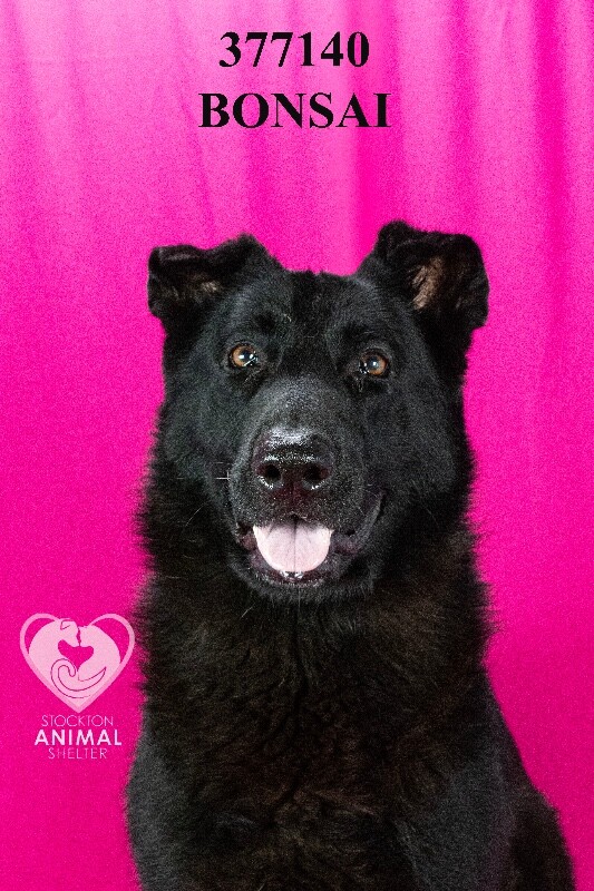 Shelter Stray Male Dog last seen Near Muir Woods Ave, Stockton, CA 95209, USA, 1575 S Lincoln St, Stockton, CA 95206, USA