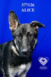 Shelter Stray Female Dog last seen Near E 8th St, Stockton, CA 95206, USA, 1575 S Lincoln St, Stockton, CA 95206, USA