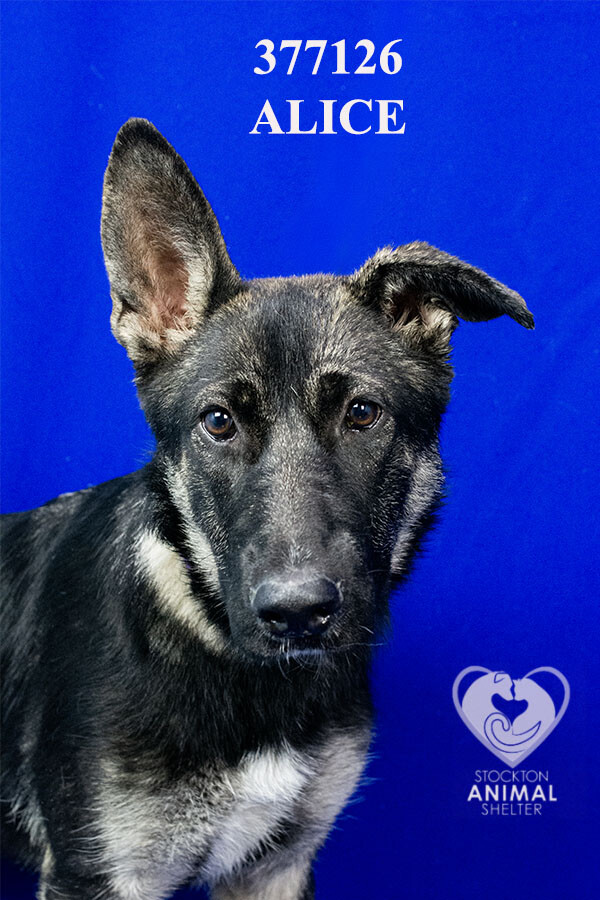Shelter Stray Female Dog last seen Near E 8th St, Stockton, CA 95206, USA, 1575 S Lincoln St, Stockton, CA 95206, USA