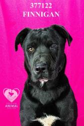 Shelter Stray Male Dog last seen Near Heinz St, Stockton, CA 95206, USA, 1575 S Lincoln St, Stockton, CA 95206, USA