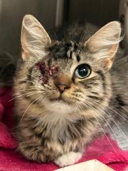 Shelter Stray Female Cat last seen Near Quashnick Rd, Stockton, CA 95212, USA, 1575 S Lincoln St, Stockton, CA 95206, USA