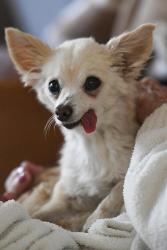 Shelter Stray Female Dog last seen Near Mosher Dr, Stockton, CA 95212, USA, 1575 S Lincoln St, Stockton, CA 95206, USA