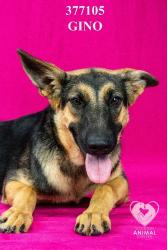 Shelter Stray Female Dog last seen Near E Bianchi Rd, Stockton, CA 95210, USA, 1575 S Lincoln St, Stockton, CA 95206, USA