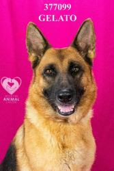 Shelter Stray Female Dog last seen Near N Ashley Ln, Stockton, CA 95215, USA, 1575 S Lincoln St, Stockton, CA 95206, USA