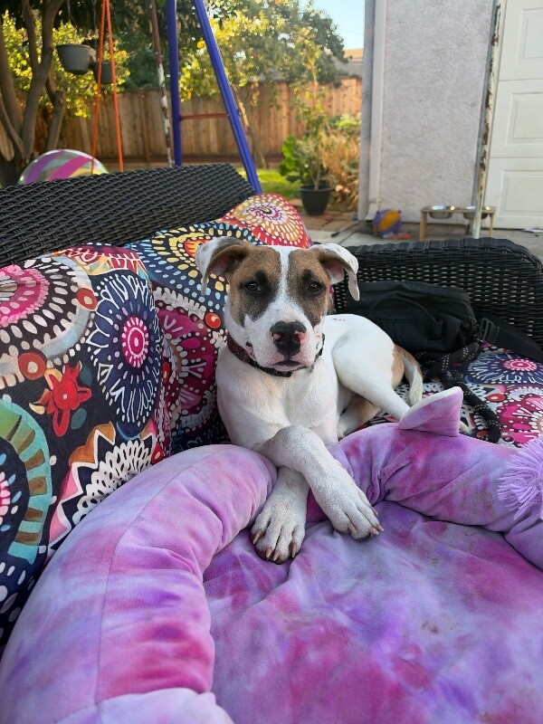 Shelter Stray Male Dog last seen Near Doctor M.L.K. Jr Blvd, Stockton, CA 95206, USA, 1575 S Lincoln St, Stockton, CA 95206, USA