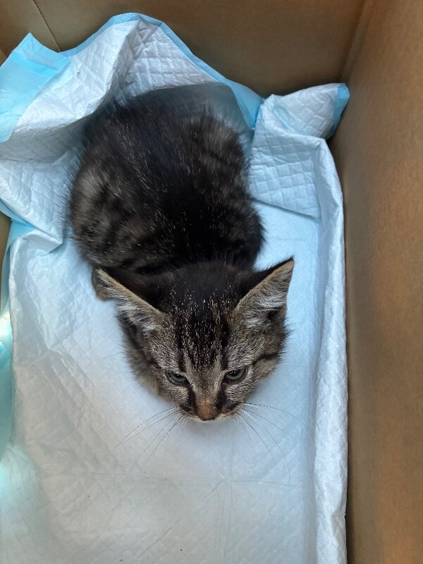 Shelter Stray Male Cat last seen Near E Hammer Ln, Stockton, CA 95207, USA, 1575 S Lincoln St, Stockton, CA 95206, USA