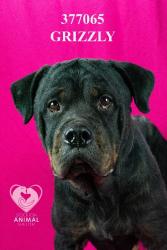Shelter Stray Male Dog last seen Near S French Camp Rd, French Camp, CA 95231, USA, 1575 S Lincoln St, Stockton, CA 95206, USA