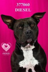 Shelter Stray Male Dog last seen Near French Camp Rd, Manteca, CA 95336, USA, 1575 S Lincoln St, Stockton, CA 95206, USA