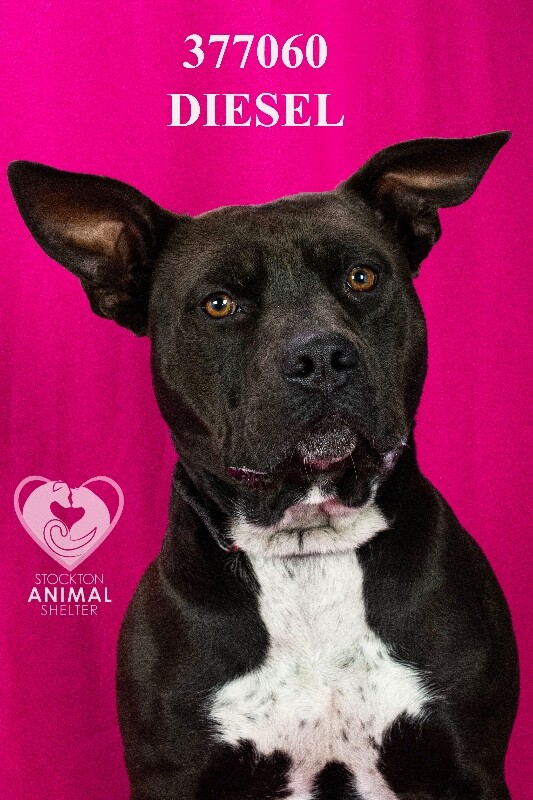 Shelter Stray Male Dog last seen Near French Camp Rd, Manteca, CA 95336, USA, 1575 S Lincoln St, Stockton, CA 95206, USA