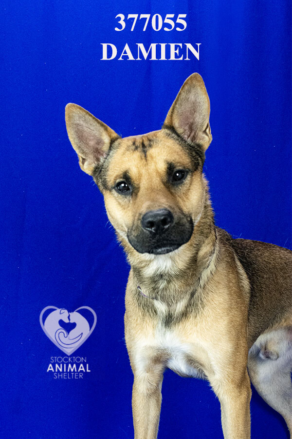 Shelter Stray Male Dog last seen Near Picardy Dr, Stockton, CA 95203, USA, 1575 S Lincoln St, Stockton, CA 95206, USA