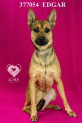 Shelter Stray Male Dog last seen Near Picardy Dr, Stockton, CA 95203, USA, 1575 S Lincoln St, Stockton, CA 95206, USA
