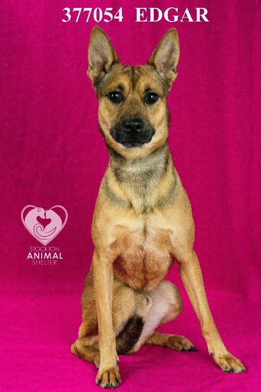 Shelter Stray Male Dog last seen Near Picardy Dr, Stockton, CA 95203, USA, 1575 S Lincoln St, Stockton, CA 95206, USA