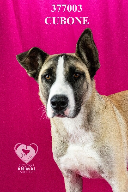 Shelter Stray Male Dog last seen Near E Anita St, Stockton, CA 95205, USA, 1575 S Lincoln St, Stockton, CA 95206, USA