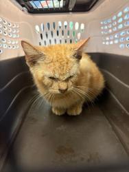 Shelter Stray Male Cat last seen Near Indiana St, Stockton, CA 95206, USA, 1575 S Lincoln St, Stockton, CA 95206, USA