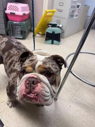 Shelter Stray Male Dog last seen Near S Priest Rd, French Camp, CA 95231, USA, 1575 S Lincoln St, Stockton, CA 95206, USA