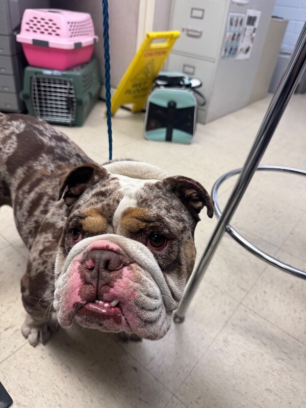 Shelter Stray Male Dog last seen Near S Priest Rd, French Camp, CA 95231, USA, 1575 S Lincoln St, Stockton, CA 95206, USA