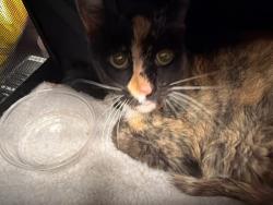Shelter Stray Female Cat last seen Near Bergamo Cir, Stockton, CA 95212, USA, 1575 S Lincoln St, Stockton, CA 95206, USA