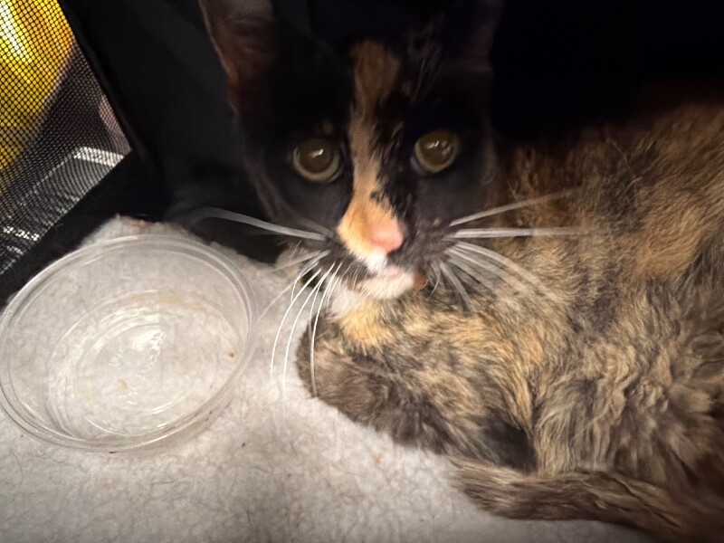 Shelter Stray Female Cat last seen Near Bergamo Cir, Stockton, CA 95212, USA, 1575 S Lincoln St, Stockton, CA 95206, USA