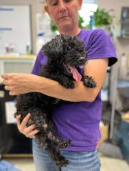Shelter Stray Female Dog last seen Near Kasson Rd, Tracy, CA 95304, USA, 1575 S Lincoln St, Stockton, CA 95206, USA
