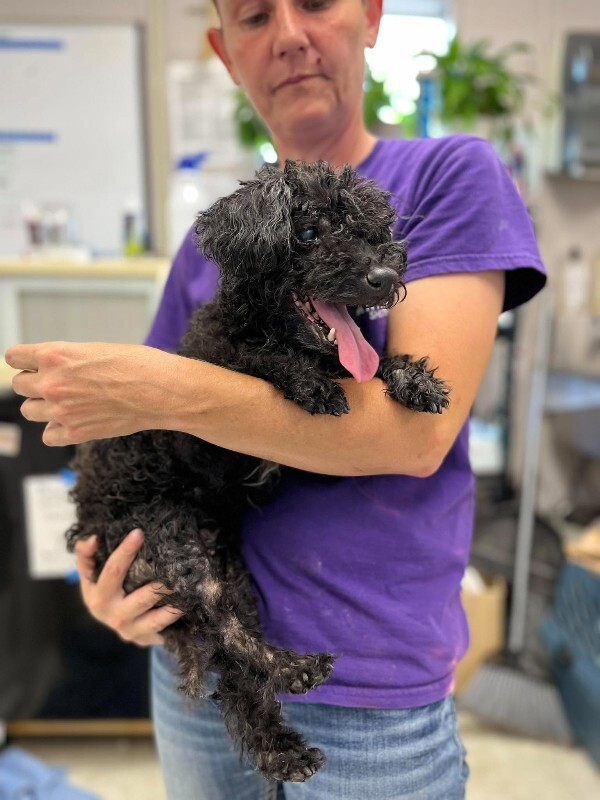 Shelter Stray Female Dog last seen Near Kasson Rd, Tracy, CA 95304, USA, 1575 S Lincoln St, Stockton, CA 95206, USA