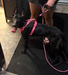 Shelter Stray Female Dog last seen Near West Ln, Stockton, CA 95210, USA, 1575 S Lincoln St, Stockton, CA 95206, USA