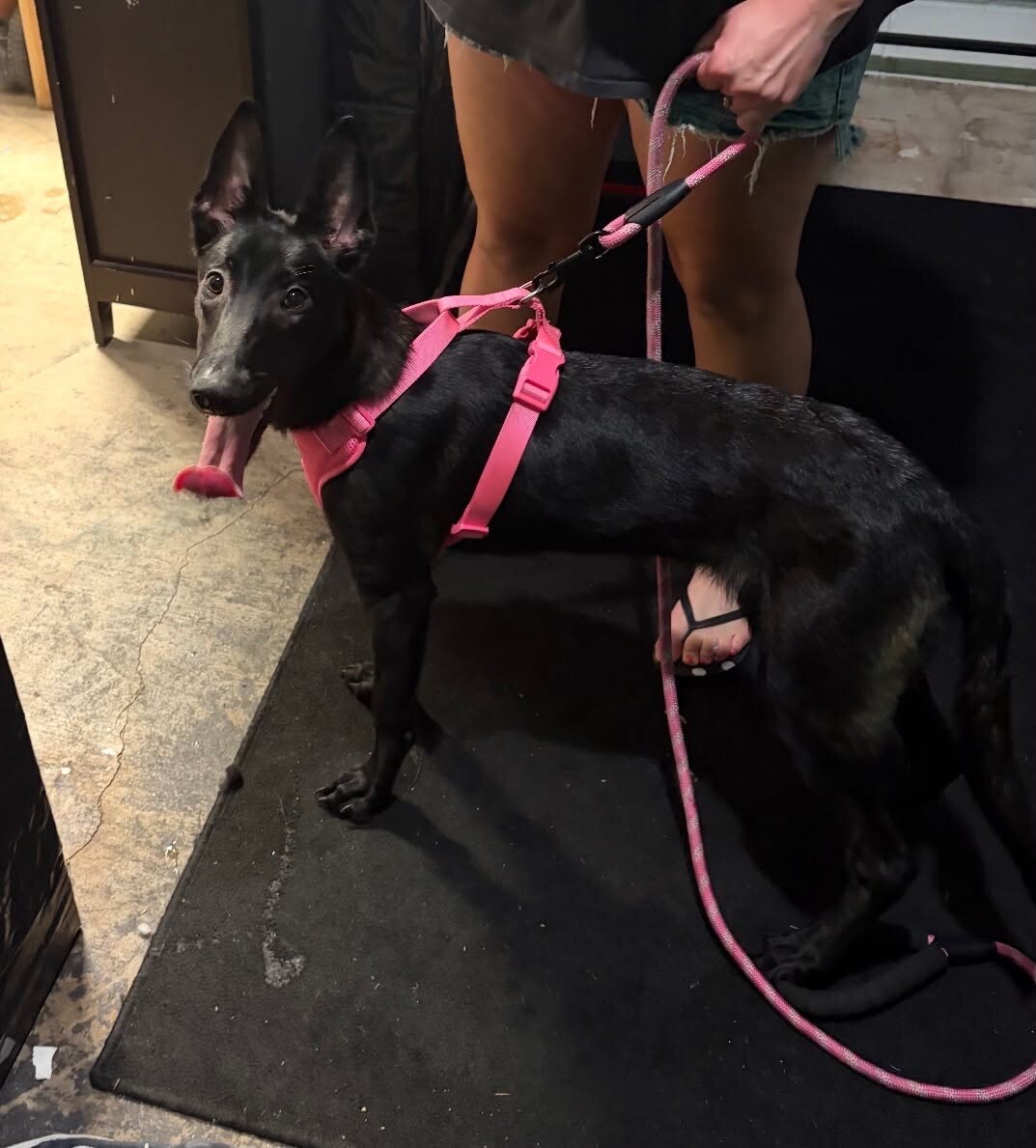 Shelter Stray Female Dog last seen Near West Ln, Stockton, CA 95210, USA, 1575 S Lincoln St, Stockton, CA 95206, USA