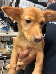 Shelter Stray Female Dog last seen Near E 11th St, Stockton, CA 95206, USA, 1575 S Lincoln St, Stockton, CA 95206, USA