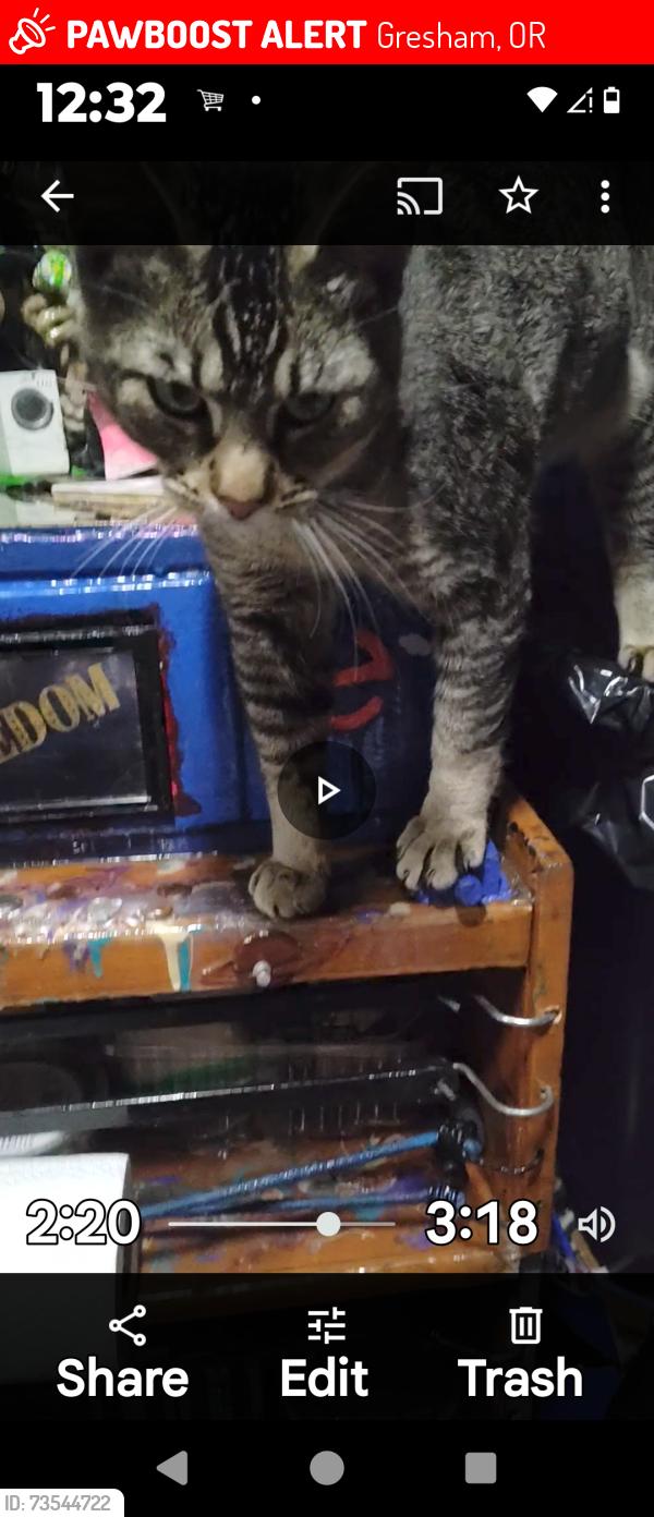 Lost Male Cat last seen Gresham/se p0rtland, Gresham, OR 97030
