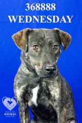 Shelter Stray Female Dog last seen E Clarksdale Rd, California 95220, USA, 1575 S Lincoln St, Stockton, CA 95206, USA