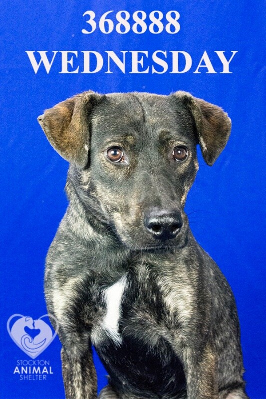 Shelter Stray Female Dog last seen E Clarksdale Rd, California 95220, USA, 1575 S Lincoln St, Stockton, CA 95206, USA