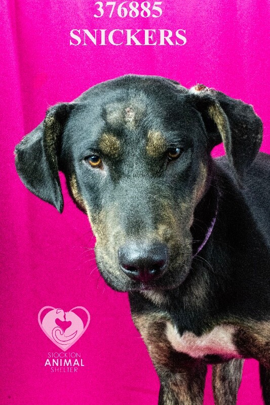 Shelter Stray Male Dog last seen E Clarksdale Rd, California 95220, USA, 1575 S Lincoln St, Stockton, CA 95206, USA