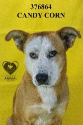 Shelter Stray Female Dog last seen Near E Lindsay St, Stockton, CA 95205, USA, 1575 S Lincoln St, Stockton, CA 95206, USA
